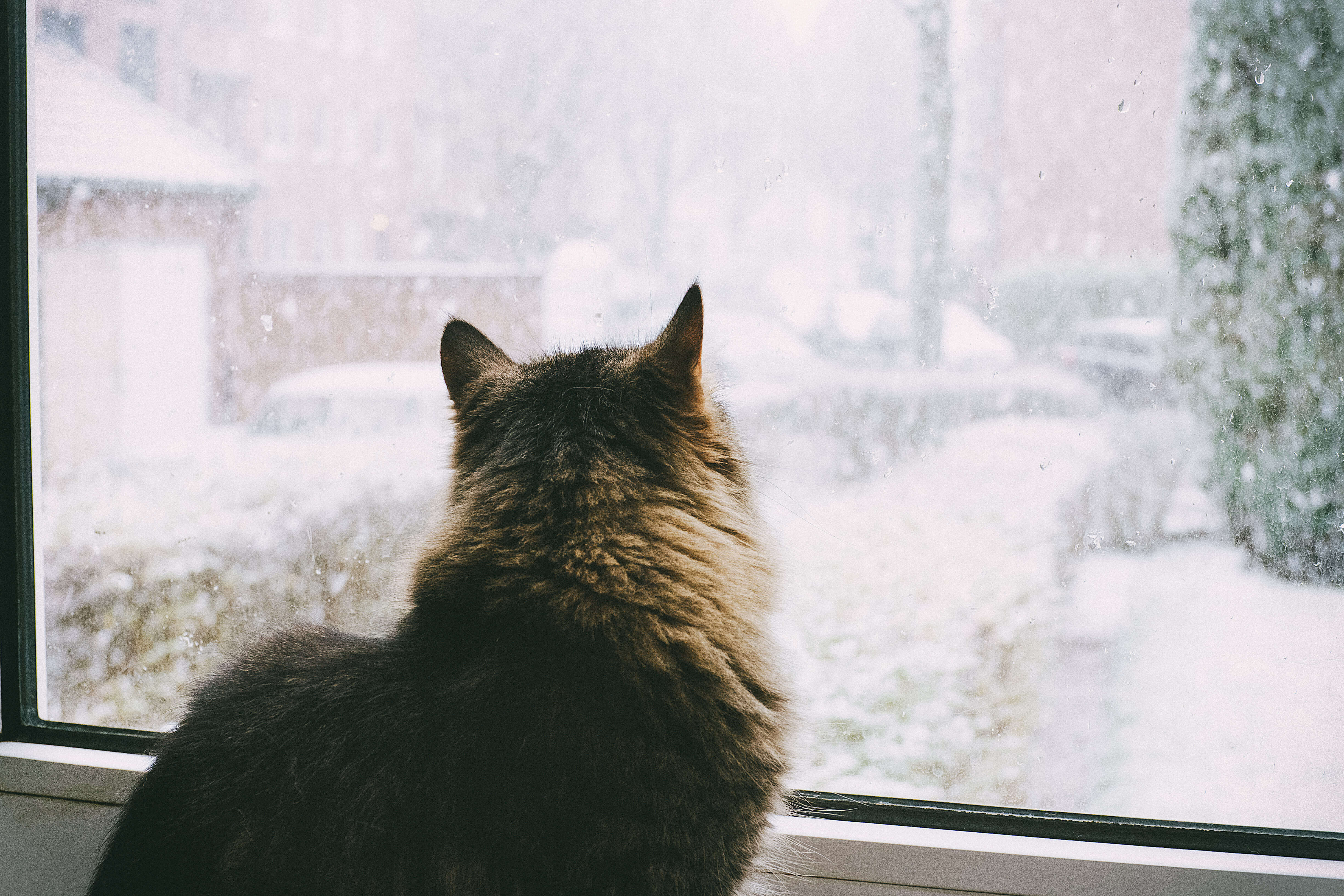 Кот на заснеженном окне